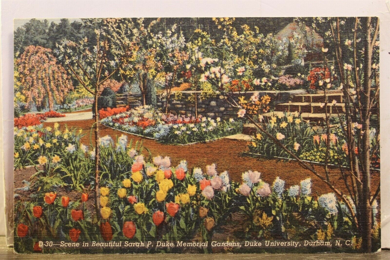 North Carolina Nc Durham Duke University Sarah P Memorial Gardens Postcard Old
